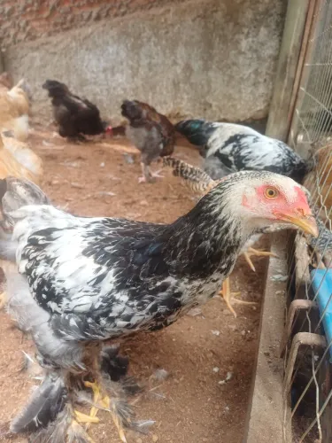 Frangos de bhama Dark