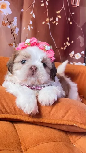 Shih Tzu - Filhotes com Pedigree - Entrega Imediata