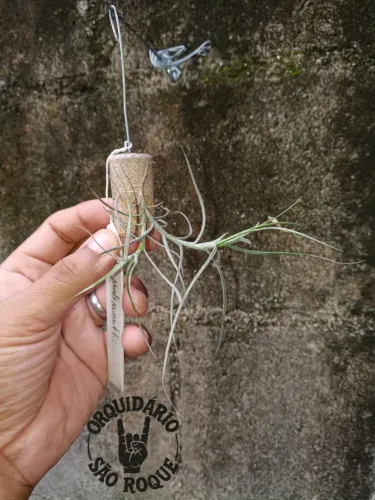 Tillandsia Mallemontii - Planta Do Ar Com Flores Perfumadas