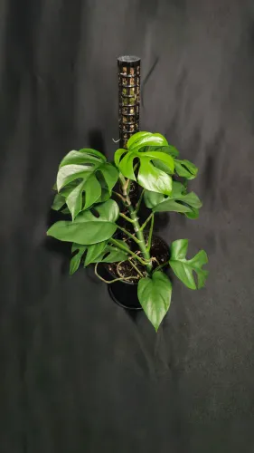 Rhaphidophora tetrasperma - Mini Costela de Adão