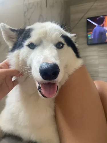 Husky fêmea 