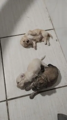 Filhos de Poodle com Shih Tzu 