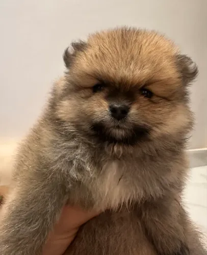 Vendo filhotes de Spitz Alemão