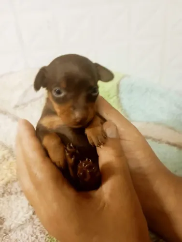 Vende se Pinscher chocolate machinho