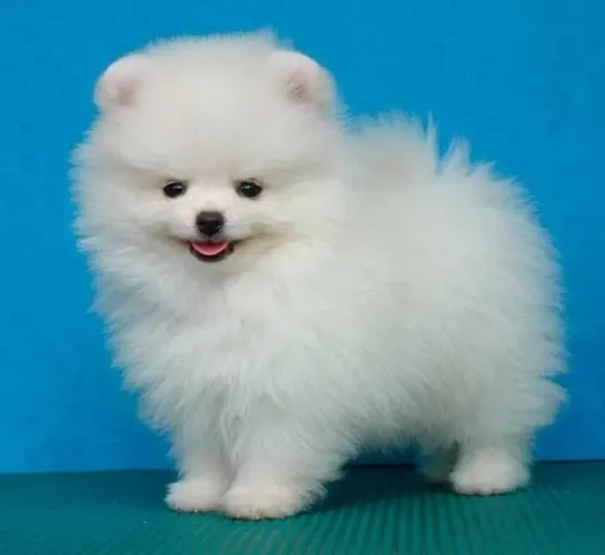 Vendo lindos filhotes de sptiz alemão anão/ Lulu-da-pomerânia 