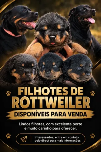 Filhotes de Rottweilers