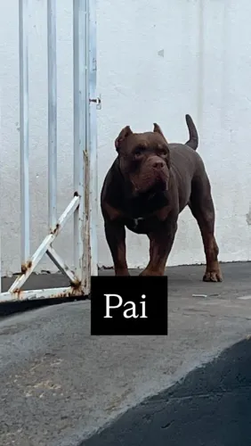 Filhote de Pitbull Monster