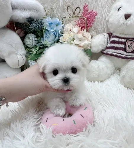 Filhote de cachorro Maltês saudável de temperamento muito dócil