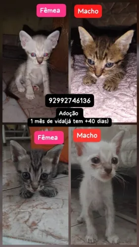 Adoção de gatos (+40 dias) e já comem ração.