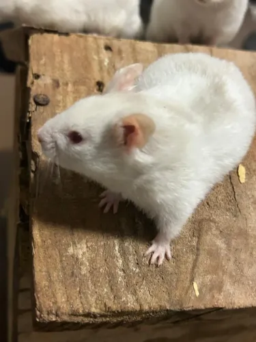 Hamster Sírio