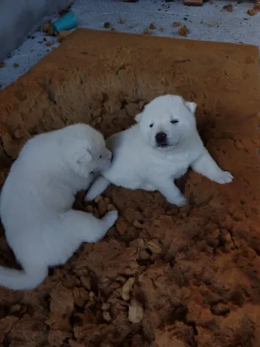Filhote de Akita branco puro