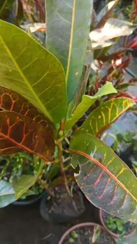 CROTONS VARIADOS