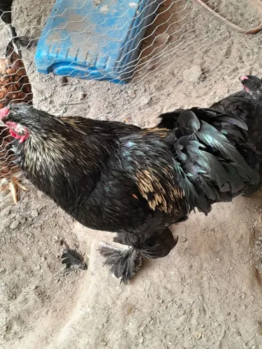 Galos galinhas pinto e franga Brahma