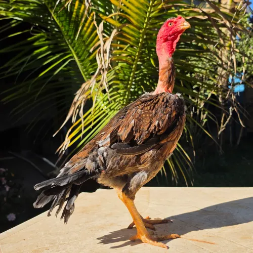 Galinha Mura Polaca