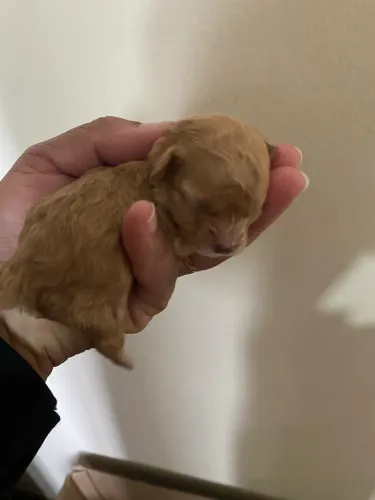 Poodle toy