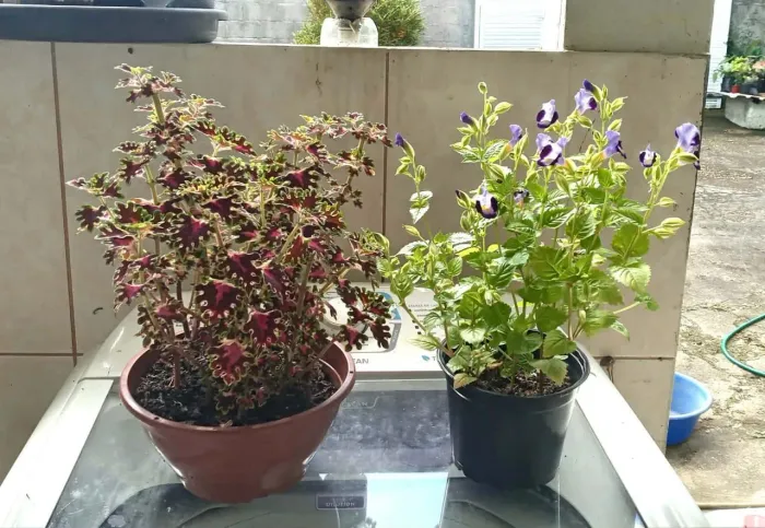 Promoção de Plantinhas