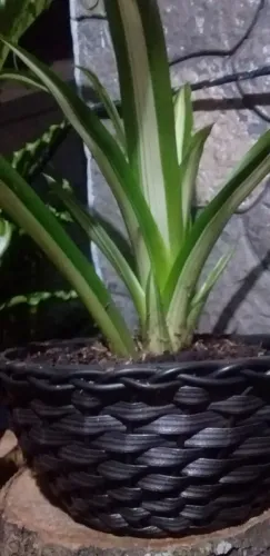 Bromélia Guzmania