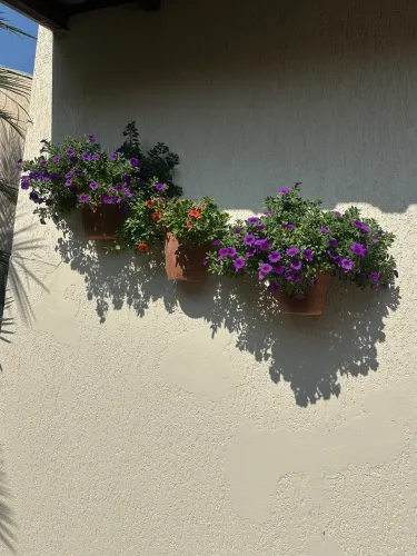 Flores petunias / jardim