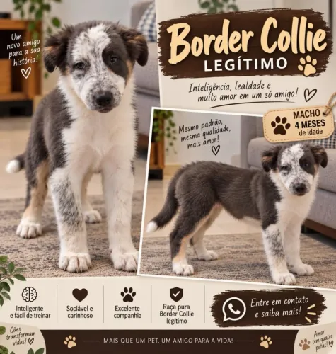 Lindo filhote de Border Collie legítimos, prontos para encontrar um novo lar!