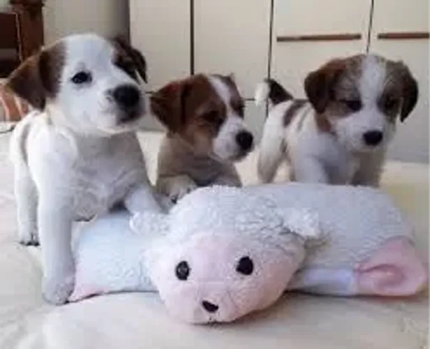 Jack Russell Curioso por natureza, bagunceiro por opção.