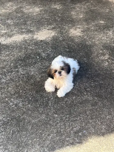 Shihtzu