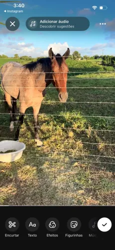 Cavalo