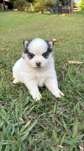 Mini Husky
