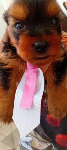 Yorkshire terrier
