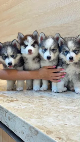 Filhotes de Husky Siberiano para reserva