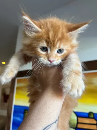 Maine coon filhotes