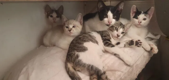 Doação de gatinhos