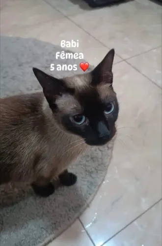 Doação gata
