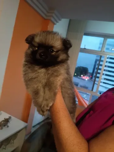 Spitz alemão lulu da Pomerânia 