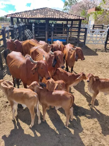 Animais para agropecuária