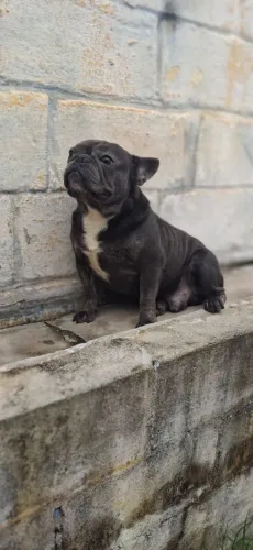 Buldogue Francês 