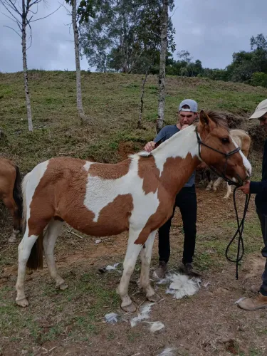 Egua tubiana crioula em ponto de doma 
