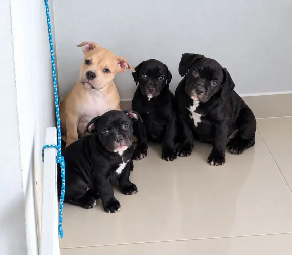 American Bully 