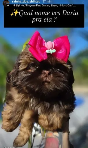 Shih-tzu