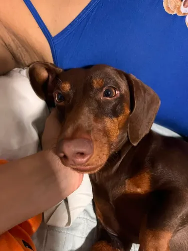 Vendo um cachorro