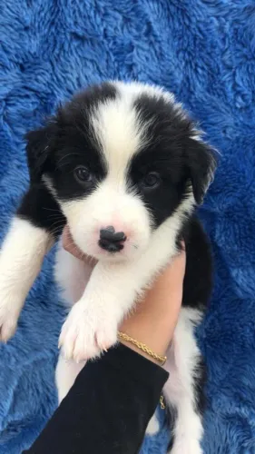 Border collie energetico, atento e docil