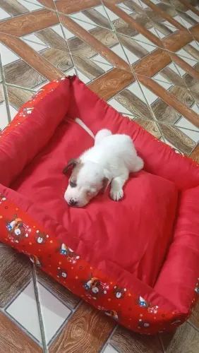 Adoção 