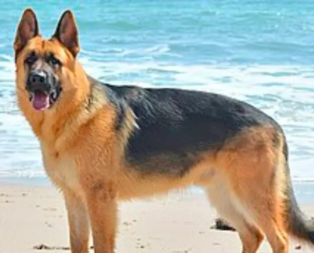 Doação cães 