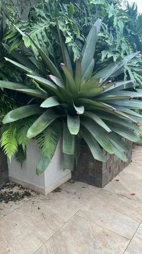 Bromélia Imperial