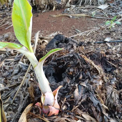 Mudas de Banana-Prata Anã e Coco Semente de Guariroba