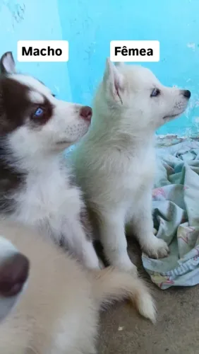 Filhotes husky siberiano