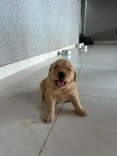 Filhote de Golden Retriever