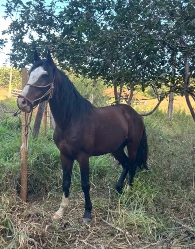 Cavalo a venda