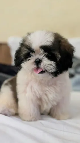 Shih Tzu Um filhotinho pronto para viver momentos únicos