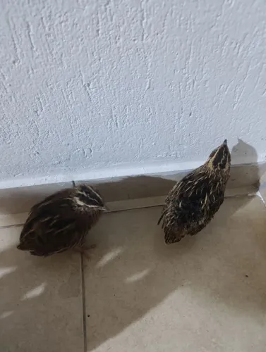Gaiola com codornas