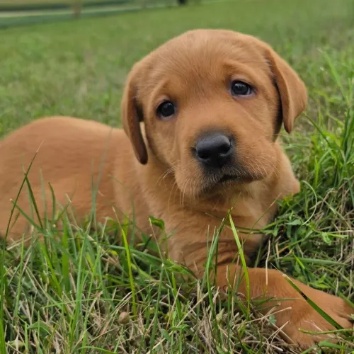 Labrador Retriever/ Desconto especial para pagamento à vista
